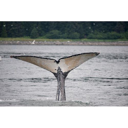 Sederquist, Betty 아티스트의 This whale shows off its unusually light colored fluke near Point Adolphus-Alaska작품입니다.